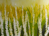 Blooming Fields    Oil 40"x60"